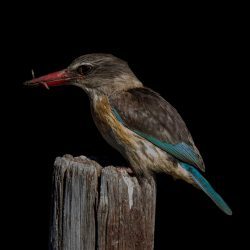 Brown-hooded Kingfisher, Bruinkopvisvanger, (Halcyon albiventris)