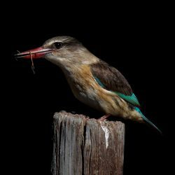 Brown-hooded Kingfisher, Bruinkopvisvanger, (Halcyon albiventris)
