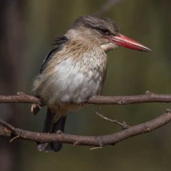 Brown-hooded Kingfisher, Bruinkopvisvanger, (Halcyon albiventris)