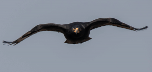 Verreaux's Eagle, Witkruisarend, (Aquila verreauxii) - Magaliesberg mountains, Gauteng, South Africa