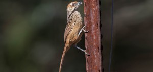 Cape Grassbird, Grasvoël, (Sphenoeacus afer)