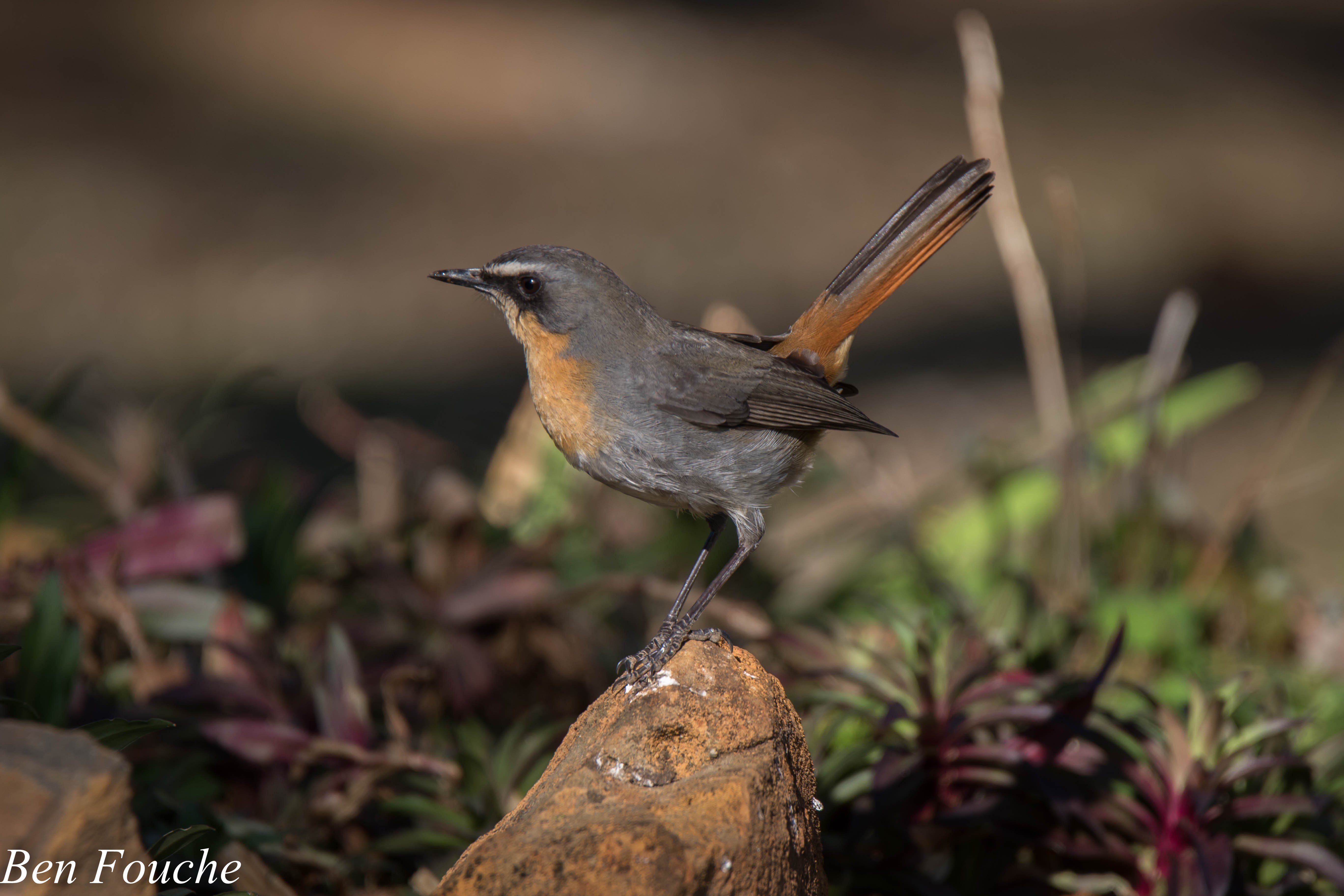 Cape Robin-chat