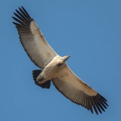 Cape Vulture, Kransaasvoël, (Gyps coprotheres)