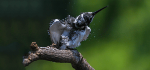 Pied Kingfisher, Bontvisvanger, (Ceryle rudis)