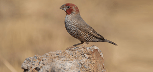 Red-headed Finch, Rooikopvink, (Amadina erythrocephala)