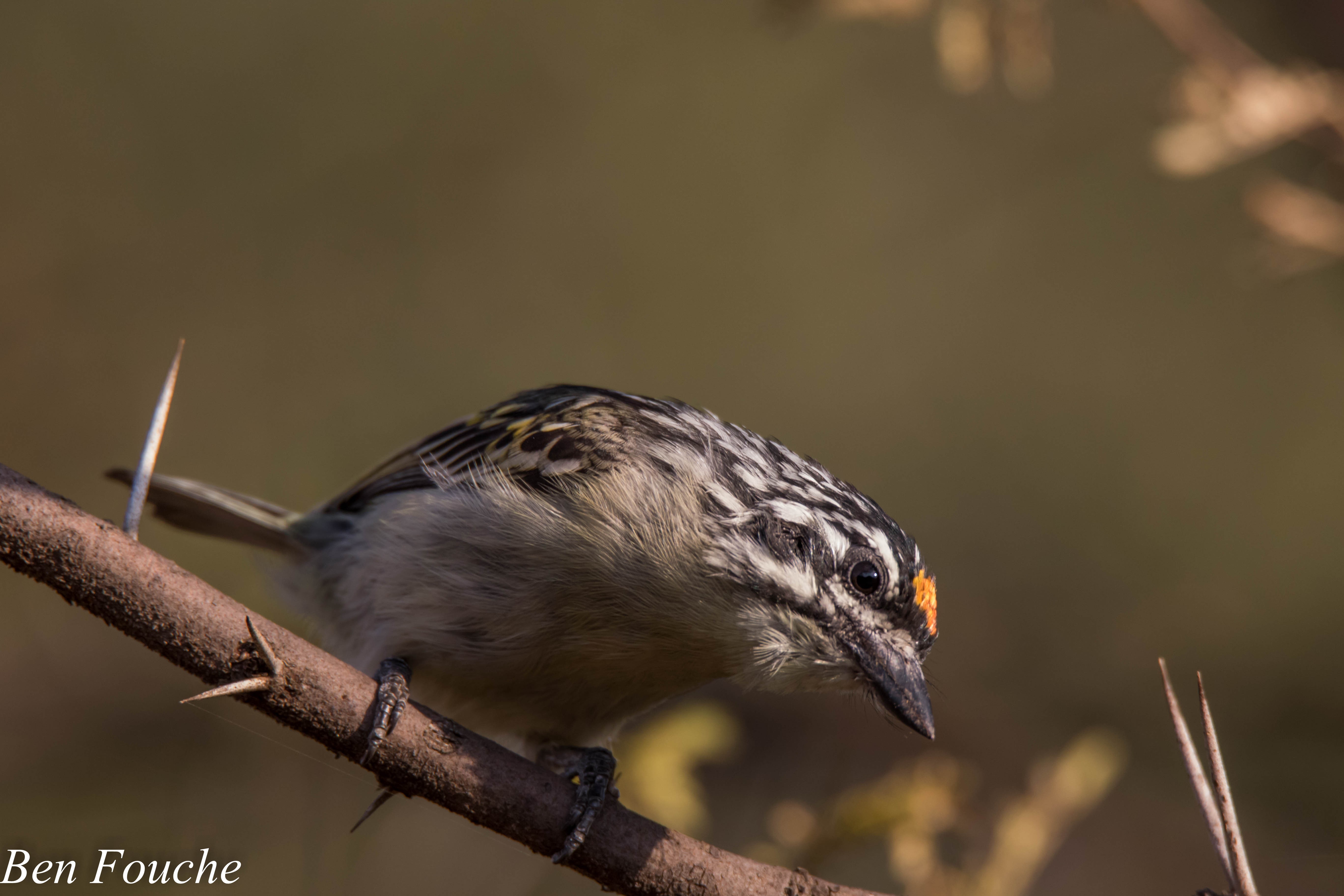 YellowFrontedTinkerbird_Roodeplaat