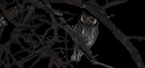 Southern White-faced Owl, Witwanguil, (Ptilopsis granti)