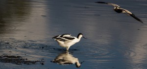 Pied Avocet, Bontelsie, (Recurvirostra avosetta)