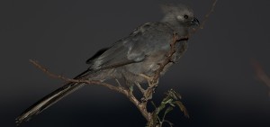 Grey Go-away-bird, Kwêvoël, (Corythaixoides concolor)