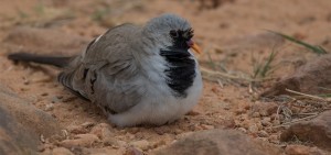 Namaqua Dove, Namakwaduifie, (Oena capensis)