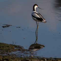 Pied Avocet, Bontelsie, (Recurvirostra avosetta)
