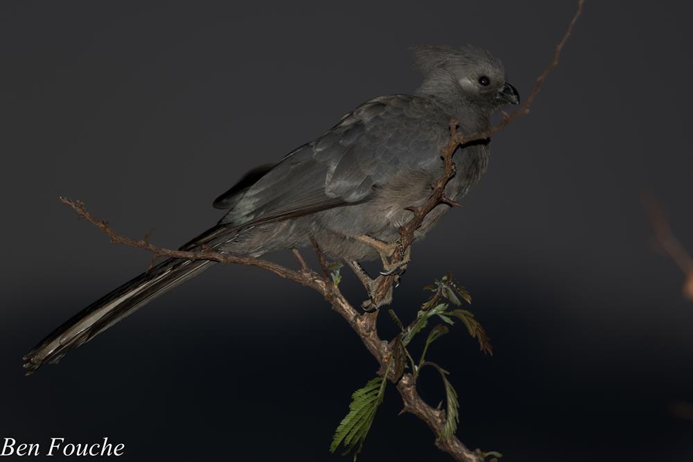 Grey Go-away-bird, Kwêvoël, (Corythaixoides concolor)