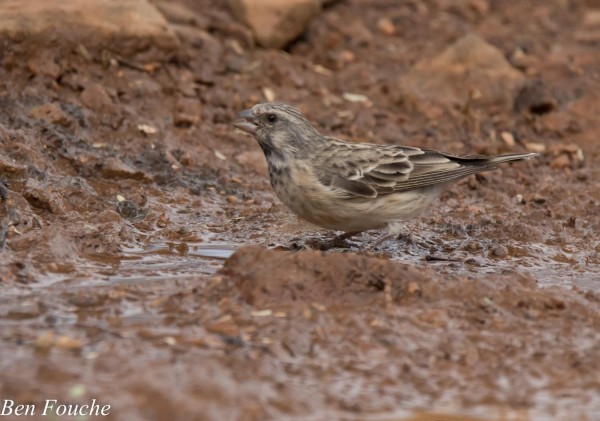Blackthroated Canary, Bergkanarie, (Crithagra atrogularis) Birdwatcher