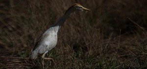 Western Cattle Egret, Veereier (Bosluisvoël), (Bubulcus ibis)