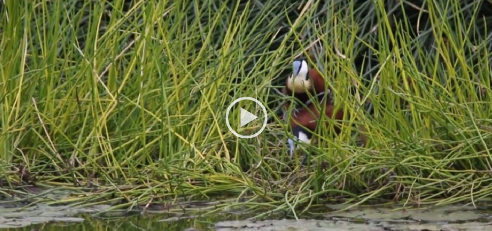 African Jacana, Grootlangtoon, (Actophilornis africanus) Mating - Roodeplaat