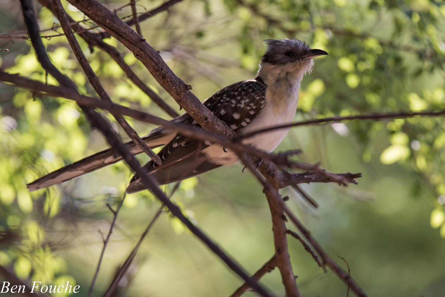 Great Spotted Cuckoo (2)