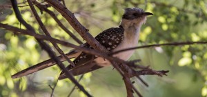 Great Spotted Cuckoo, Gevlekte Koekoek, (Clamator glandarius)
