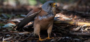 Lesser Kestrel, Kleinrooivalk, (Falco naumanni)
