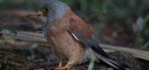 Lesser Kestrel, Kleinrooivalk, (Falco naumanni)