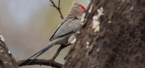 Red-faced Mousebird, Rooiwangmuisvoël, (Urocolius indicus)