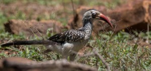 Southern Red-billed Hornbill, Rooibekneushoringvoël, (Tockus rufirostris)