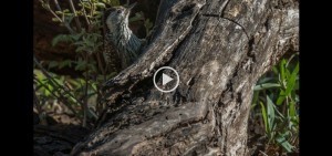 Rust de Winter Birding Video