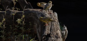 Weavers and Golden-tailed Woodpecker