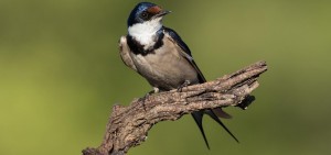 White-throated Swallow, Witkeelswael, (Hirundo albigularis)