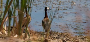 White-faced Whistling Duck, Nonnetjie-eend, (Dendrocygna viduata)