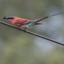 Southern Carmine Bee-eater, Rooiborsbyvreter, (Merops nubicoides)