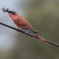 Southern Carmine Bee-eater, Rooiborsbyvreter, (Merops nubicoides)