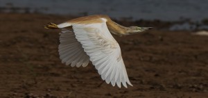 Squacco Heron, Ralreier, (Ardeola ralloides)