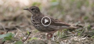 Tree Pipit, Boomkoester, (Anthus trivialis)