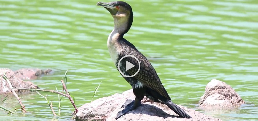 A morning at Roodeplaat Nature Reserve