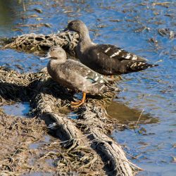 African Black Duck, Swarteend, (Anas sparsa)