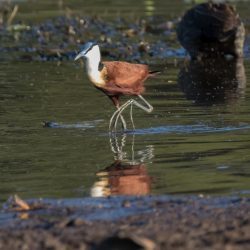 African Jacana, Grootlangtoon, (Actophilornis africanus)