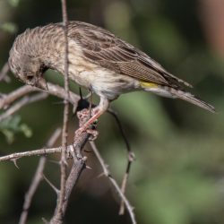 Black-throated Canary, Bergkanarie, (Crithagra atrogularis)
