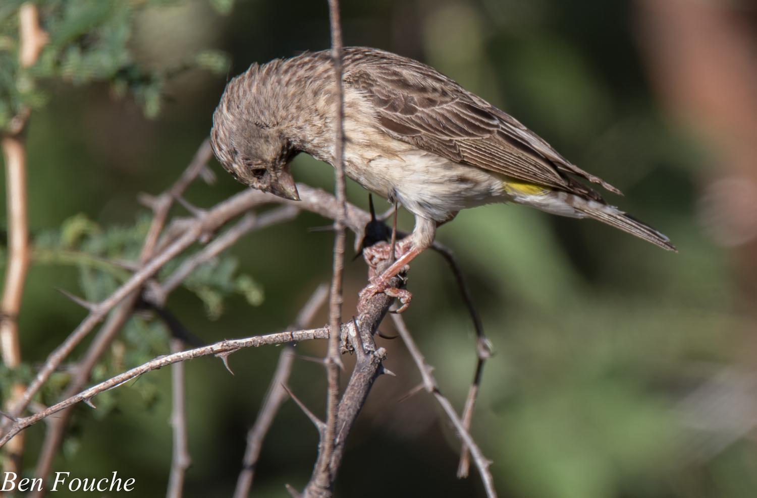 Black-throated Canary, Bergkanarie, (Crithagra atrogularis)