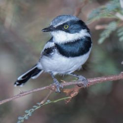 Chinspot Batis, Witliesbosbontrokkie, (Batis molitor)