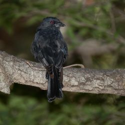 Fork-tailed Drongo, Mikstertbyvanger, (Dicrurus adsimilis)