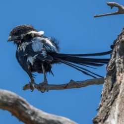 Magpie Shrike, Langstertlaksman, (Urolestes melanoleucus)