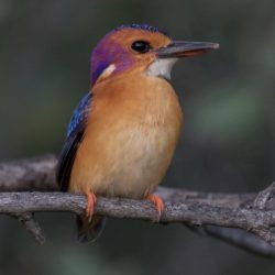 African Pygmy Kingfisher, Dwergvisvanger, (Ispidina picta)