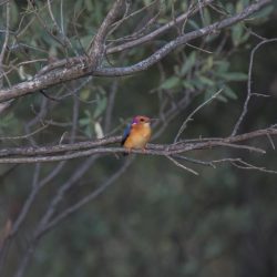 African Pygmy Kingfisher, Dwergvisvanger, (Ispidina picta)