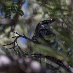 Black-backed Puffback, Sneeubal, (Dryoscopus cubla)