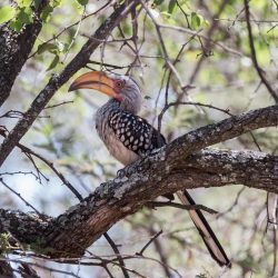 Southern Yellow-billed Hornbill, Geelbekneushoringvoël, (Tockus leucomelas)