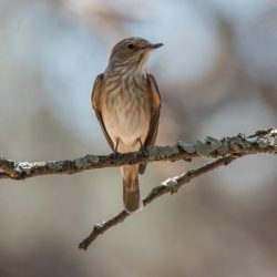 Spotted Flycatcher, Europese Vlieëvanger, (Muscicapa striata)