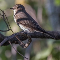 Spotted Flycatcher, Europese Vlieëvanger, (Muscicapa striata)