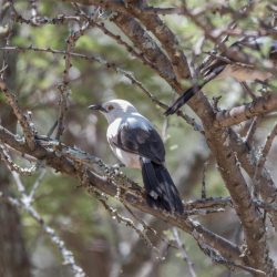 Southern Pied Babbler, Witkatlagter, (Turdoides bicolor)