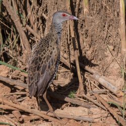 African Crake, Afrikaanse Riethaan, (Crecopsis egregia)