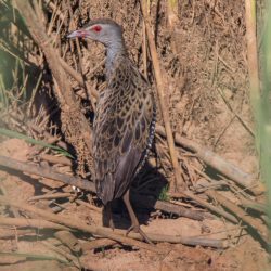 African Crake, Afrikaanse Riethaan, (Crecopsis egregia)